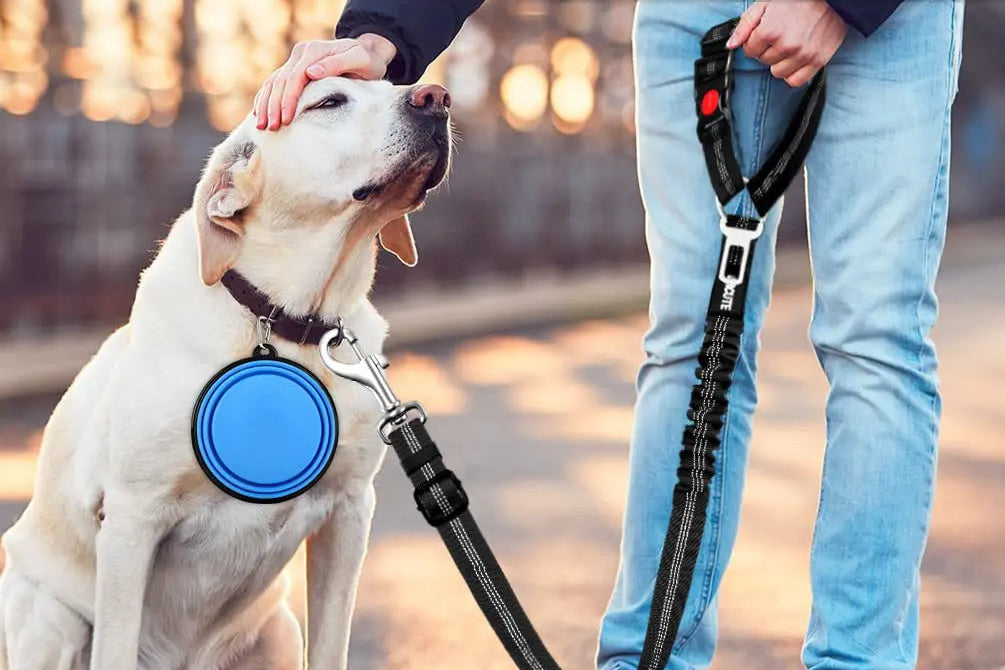 Dog being held by a leash with a blue handle, used as a dog leash if needed.