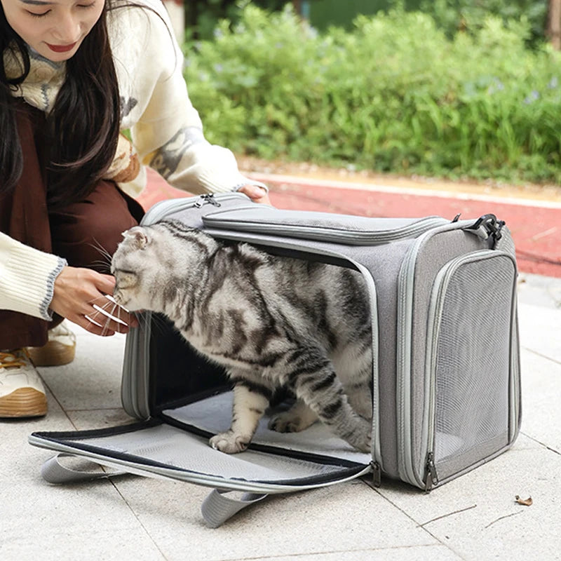 Pet Carrier Backpack Medium and Large size comparison on white background