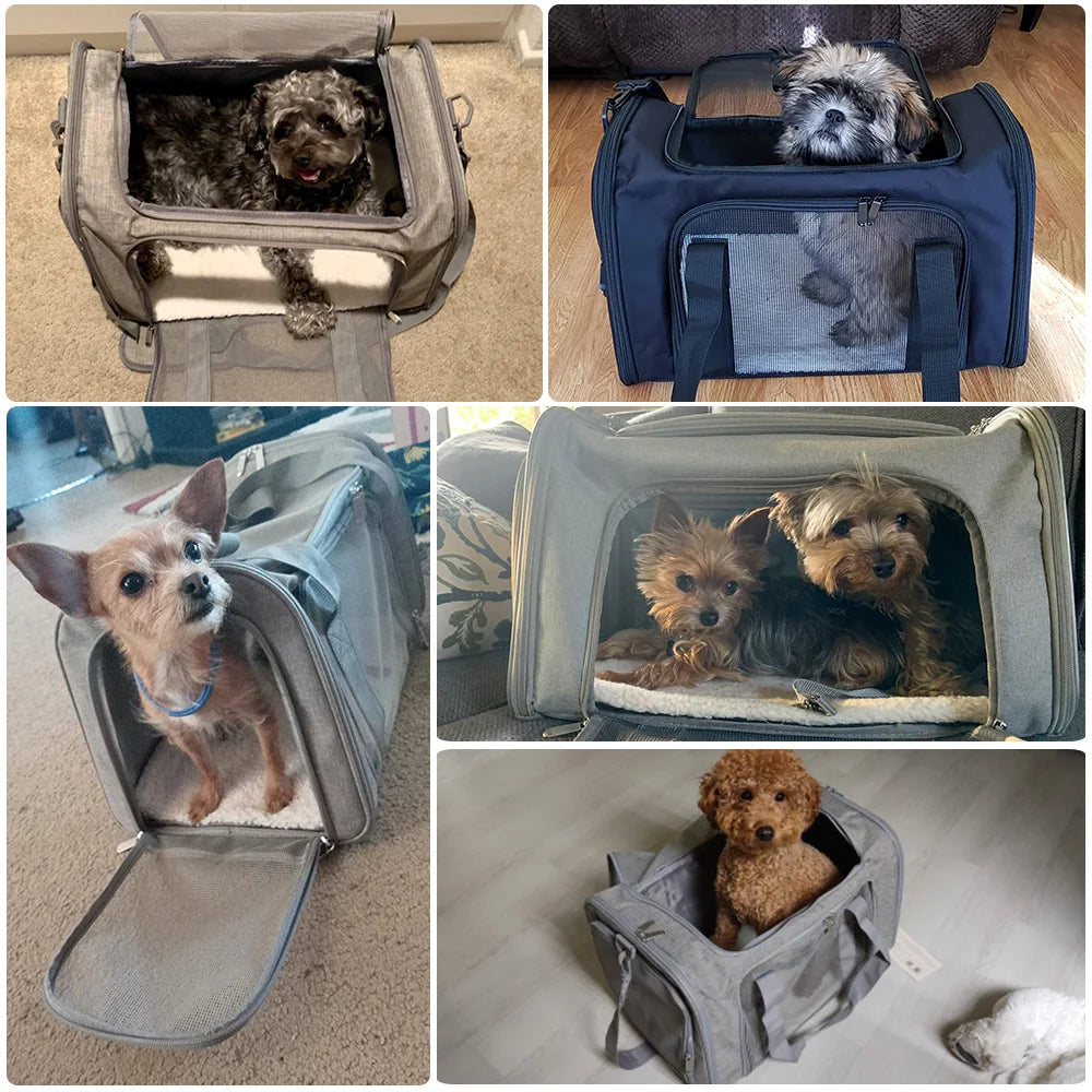 Two Pet Carrier Backpacks with dogs sitting beside them outdoors